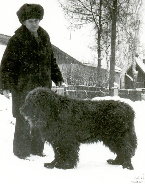 Фото: ньюфаундленд Оскар Явольф