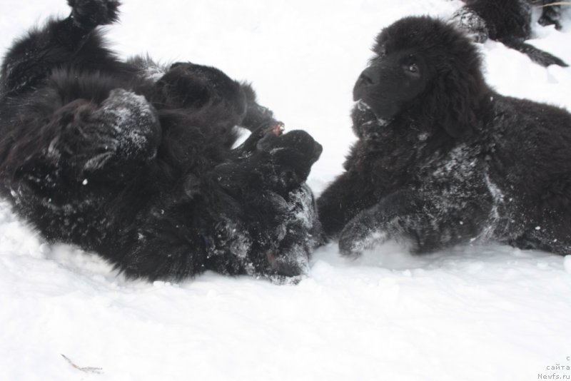 Фото: ньюфаундленд Бегущая по Волнам Зеро Коол, ньюфаундленд Ютуб Фор Ю