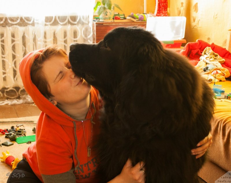 Фото: Анна Рогова, ньюфаундленд Ньюфорт Рэндом Блэк