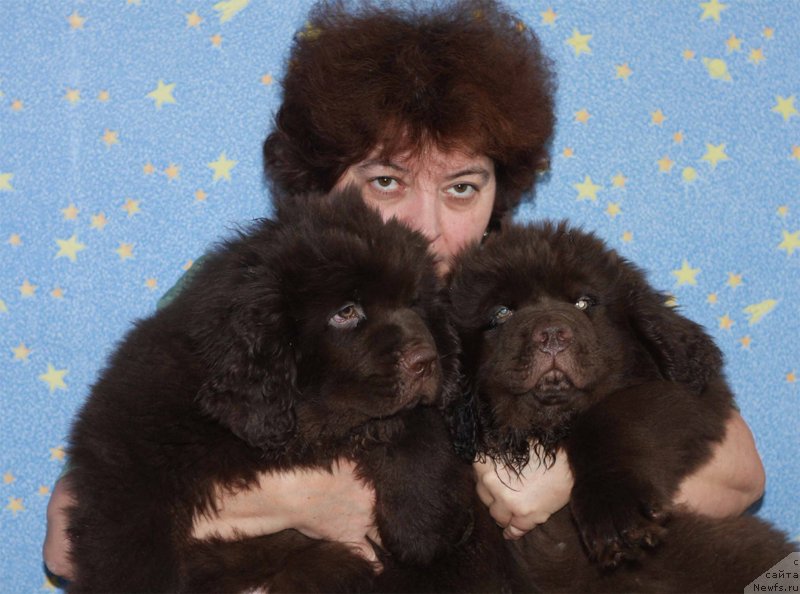 Фото: Елена Шмелева, ньюфаундленд Чармер Денкам Бронз (Charmer Denkam Bronze), ньюфаундленд Чарли Де Бест Хелфи Пэл (Charli The Best Helfi Pel)