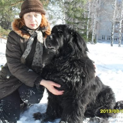 Фото: ньюфаундленд Дивная Ночь из Тихого Омута, Татьяна Пойдина