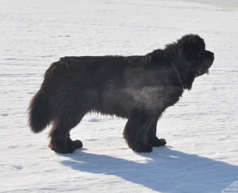 Фото: ньюфаундленд Бегущая по Волнам Вся Такая Растакая (Beguschaya po Volnam Vsya Takaya Rastakaya)