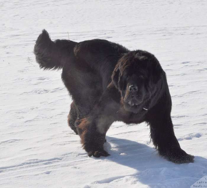 Фото: ньюфаундленд Бегущая по Волнам Вся Такая Растакая (Beguschaya po Volnam Vsya Takaya Rastakaya)