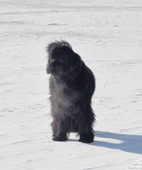 Фото: ньюфаундленд Бегущая по Волнам Вся Такая Растакая (Beguschaya po Volnam Vsya Takaya Rastakaya)
