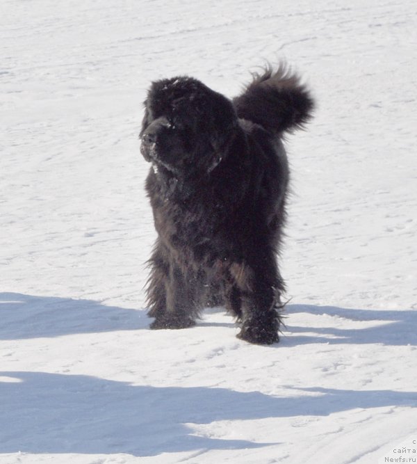Фото: ньюфаундленд Бегущая по Волнам Вся Такая Растакая (Beguschaya po Volnam Vsya Takaya Rastakaya)