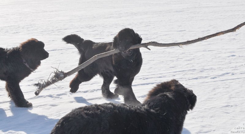 Фото: ньюфаундленд Бегущая по Волнам Харизма (Beguschaya po Volnam Harizma)