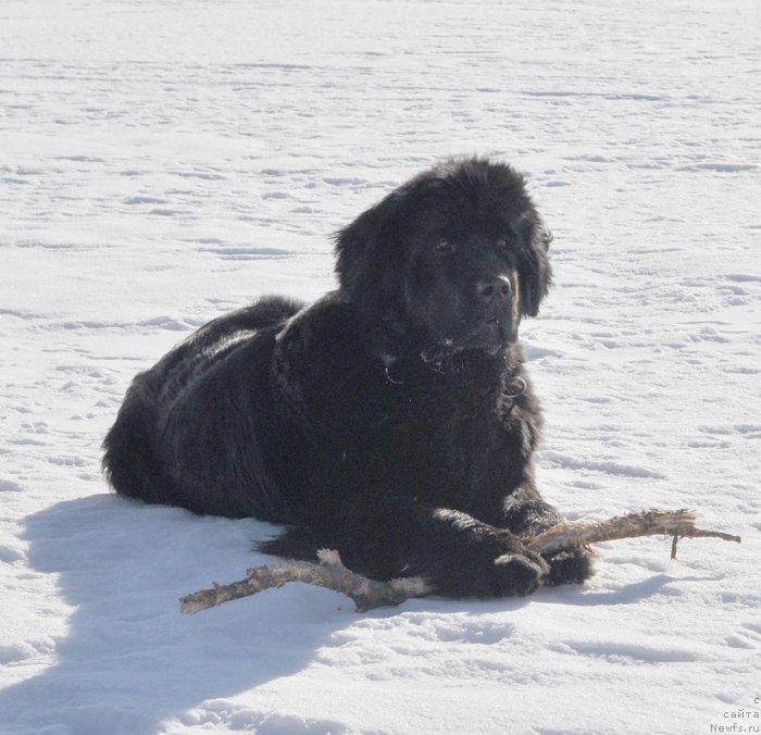 Фото: ньюфаундленд Бегущая по Волнам Харизма (Beguschaya po Volnam Harizma)