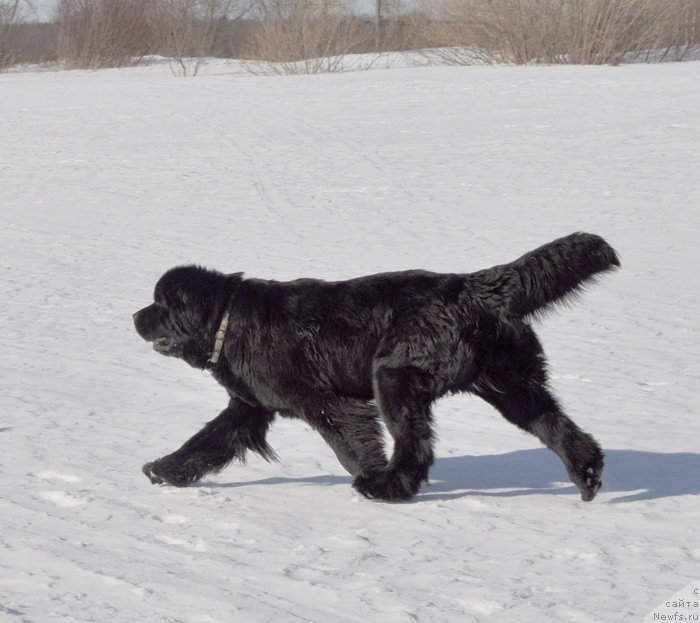 Фото: ньюфаундленд Бегущая по Волнам Харизма (Beguschaya po Volnam Harizma)