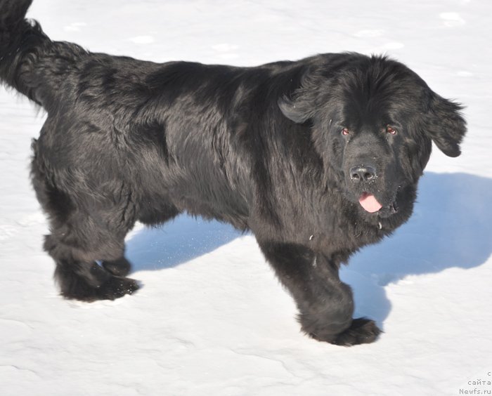 Фото: ньюфаундленд Бегущая по Волнам Харизма (Beguschaya po Volnam Harizma)