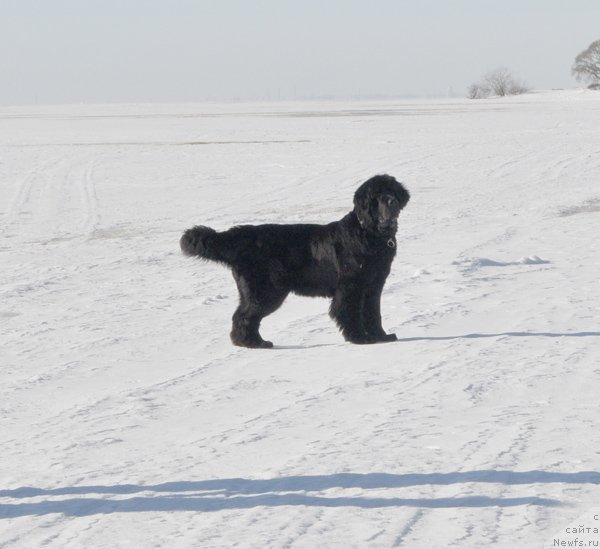Фото: ньюфаундленд Бегущая по Волнам Харизма (Beguschaya po Volnam Harizma)