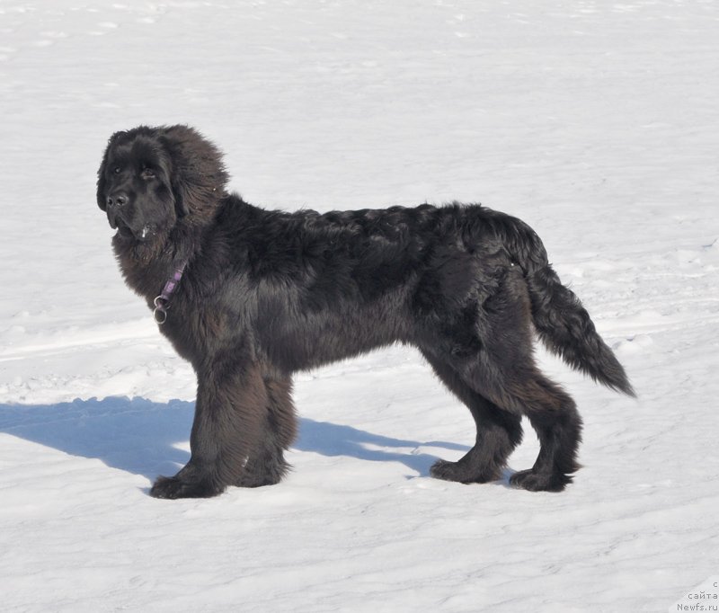 Фото: ньюфаундленд Бегущая по Волнам Шаман (Beguschaya po Volnam Shaman)