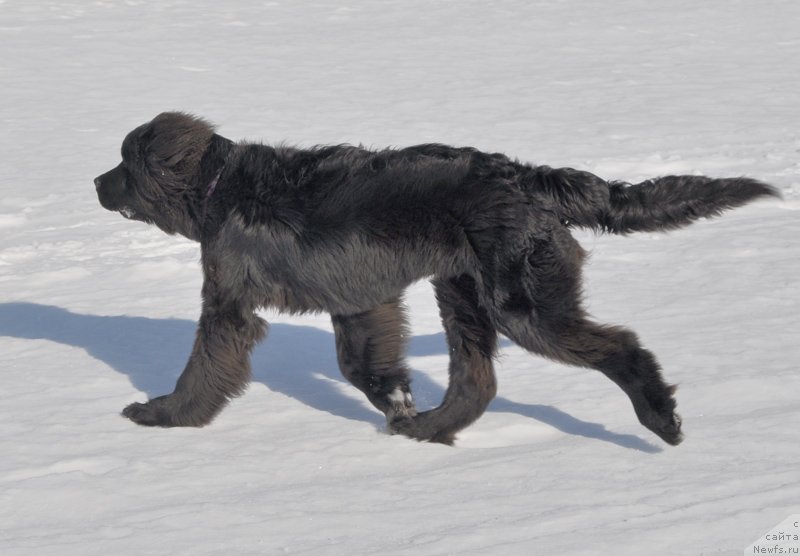 Фото: ньюфаундленд Бегущая по Волнам Шаман (Beguschaya po Volnam Shaman)