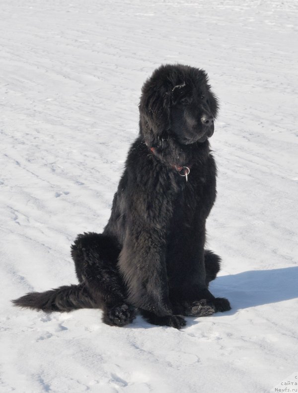 Фото: ньюфаундленд Бегущая по Волнам Шангри-Ла