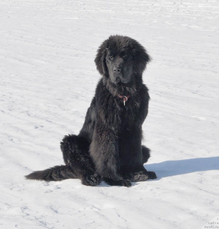 Фото: ньюфаундленд Бегущая по Волнам Шангри-Ла
