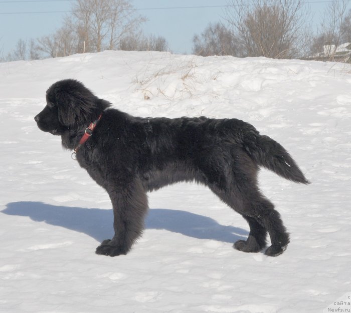 Фото: ньюфаундленд Бегущая по Волнам Шангри-Ла