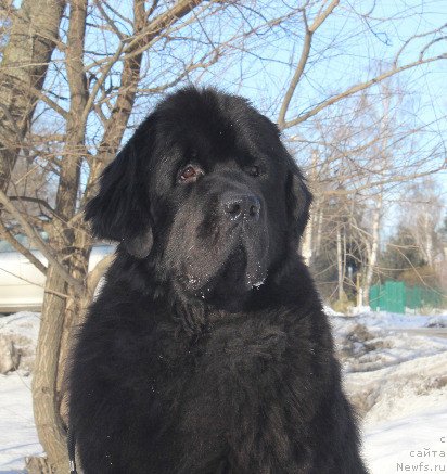 Фото: ньюфаундленд Бегущая по Волнам Деал Ме Ин (Beguschaya po Volnam Deal Me In)