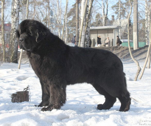 Фото: ньюфаундленд Бегущая по Волнам Деал Ме Ин (Beguschaya po Volnam Deal Me In)