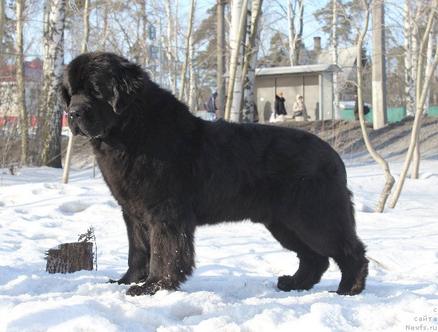 Фото: ньюфаундленд Бегущая по Волнам Деал Ме Ин (Beguschaya po Volnam Deal Me In)