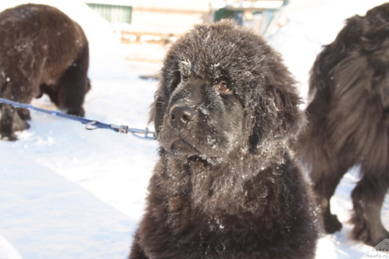 Фото: ньюфаундленд Янтарная Мечта