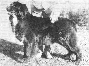 Фото: ньюфаундленд Telebamsens Faya