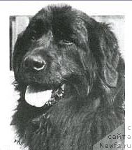 Фото: ньюфаундленд Fay of The Thatch Roof