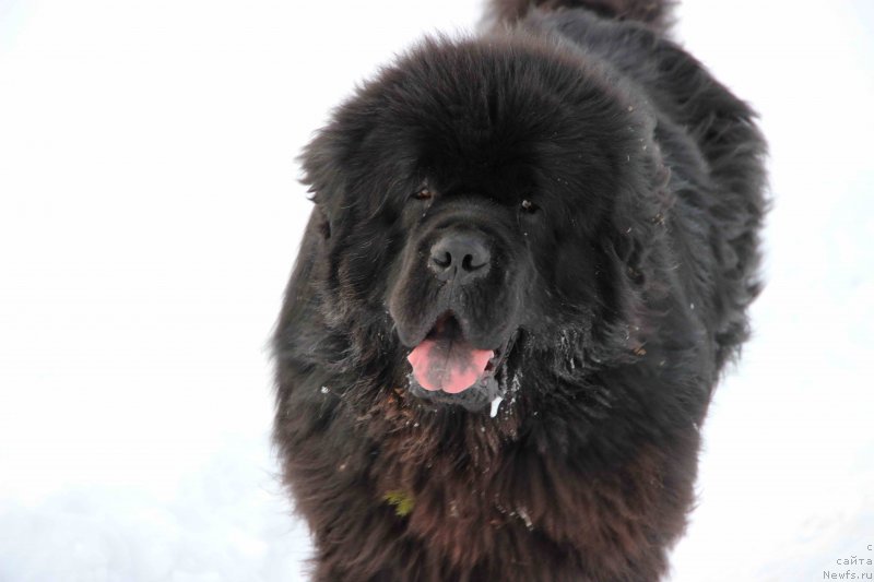Фото: ньюфаундленд Баловень Судьбы