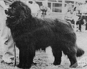 Фото: ньюфаундленд Gass-Cohns X-Tra Dry