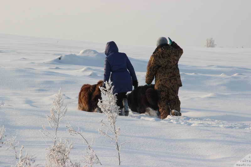 Фото: Светлана Пермякова, Наташа Перевышина, ньюфаундленд Бархатка Роскошная, ньюфаундленд Блестящая Брина