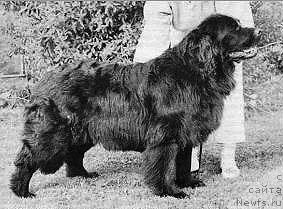 Фото: ньюфаундленд Lotgardens Petra van Emigrant