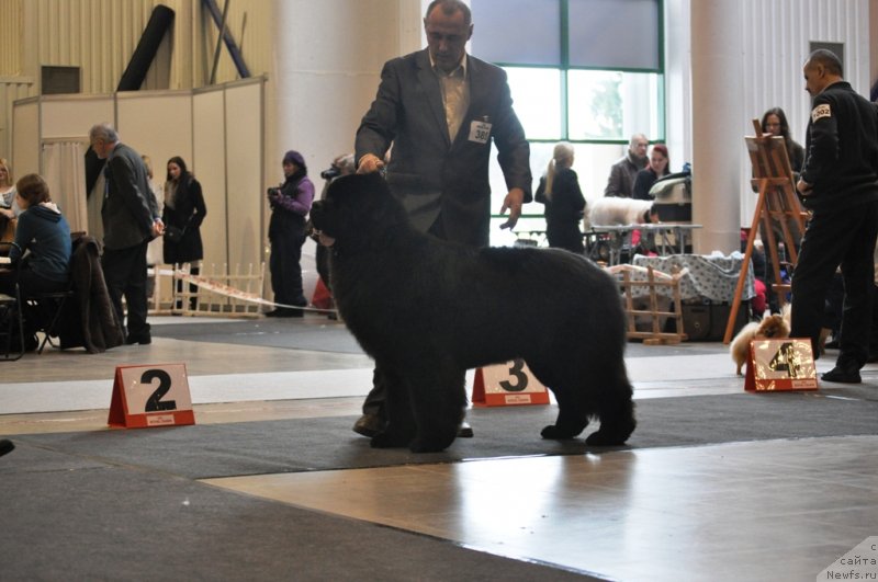 Фото: ньюфаундленд Звездный Дар Агасси (Zvezdnij Dar Agassi)