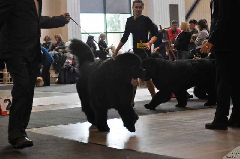 Фото: ньюфаундленд Звездный Дар Агасси (Zvezdnij Dar Agassi), ньюфаундленд Сказочная Кроха Медисон (Skazochnaya Kroha Medison)