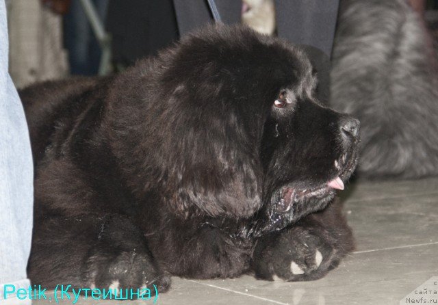 Фото: ньюфаундленд Супер Премиум Мальта