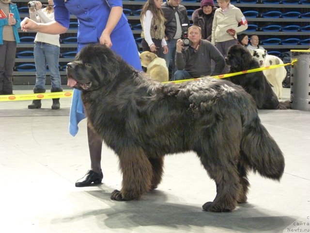 Фото: ньюфаундленд Сент Джонс Ясон (Sent Djons Yason)