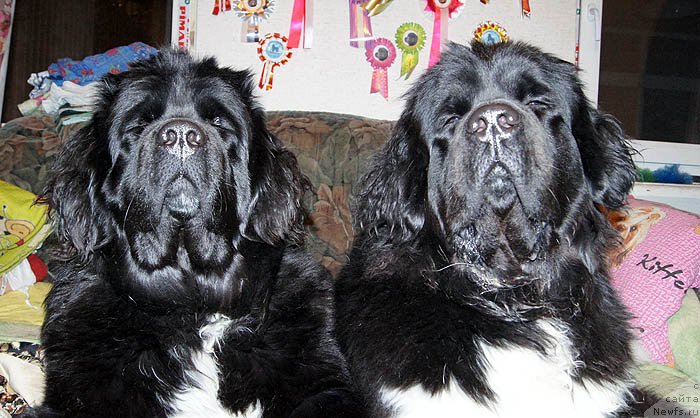 Фото: ньюфаундленд Супер Бизон Индия, ньюфаундленд Супер Бизон Зима