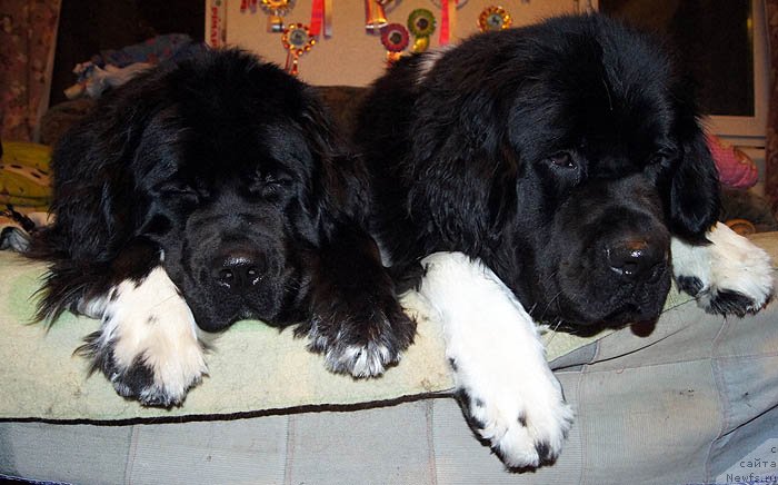 Фотография № 118489