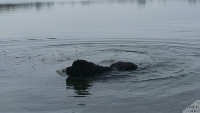 Фото: ньюфаундленд Смигар Шелковая Ночь (Smigar Shelkovaya Noch)