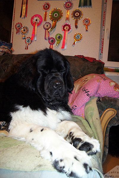 Фото: ньюфаундленд Супер Бизон Зима