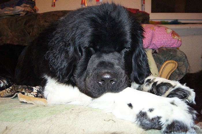 Фото: ньюфаундленд Супер Бизон Зима