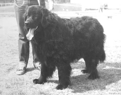 Фото: ньюфаундленд Шериф