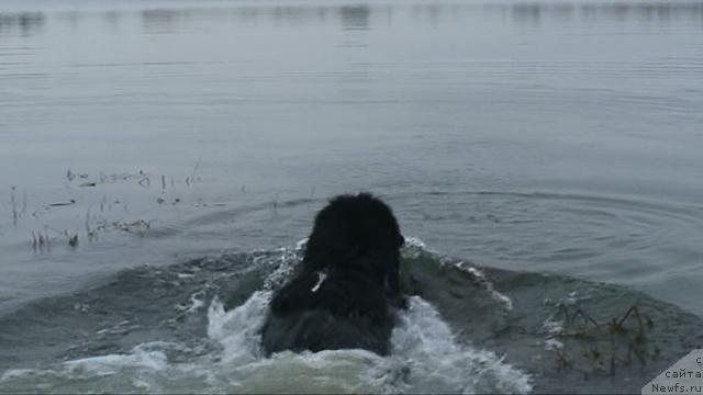 Фото: ньюфаундленд Смигар Шелковая Ночь (Smigar Shelkovaya Noch)