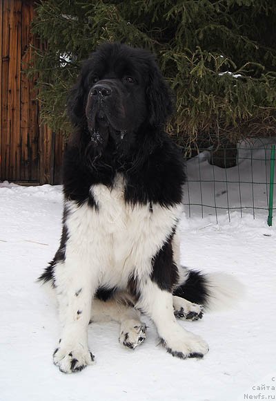 Фотография № 118506