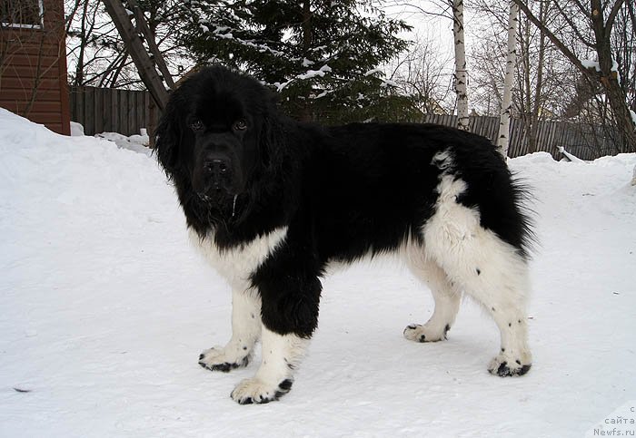 Фотография № 118507