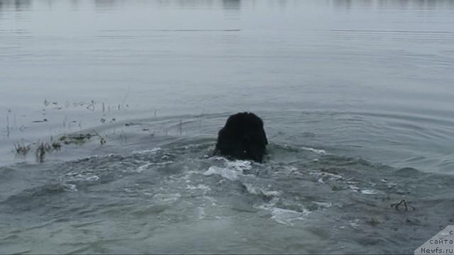Фото: ньюфаундленд Смигар Шелковая Ночь (Smigar Shelkovaya Noch)