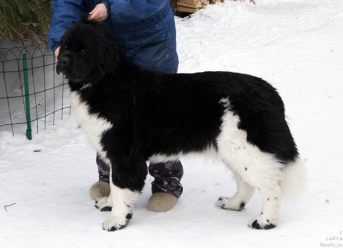 Фотография № 118511