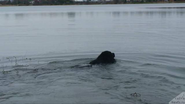 Фото: ньюфаундленд Смигар Шелковая Ночь (Smigar Shelkovaya Noch)