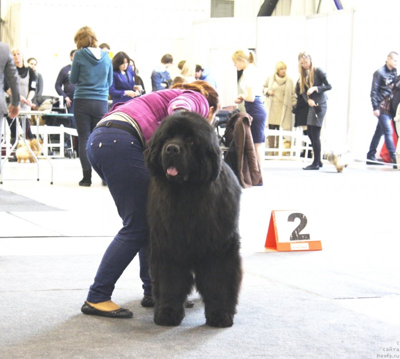 Фото: ньюфаундленд Wings of Glory Nuo Ozo Kalvu
