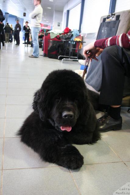 Фото: ньюфаундленд Skippers Open Arms