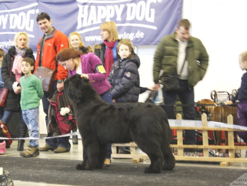 Фото: ньюфаундленд Touch My Heart Nuo Ozo Kalvu