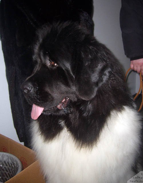 Фотография № 118533