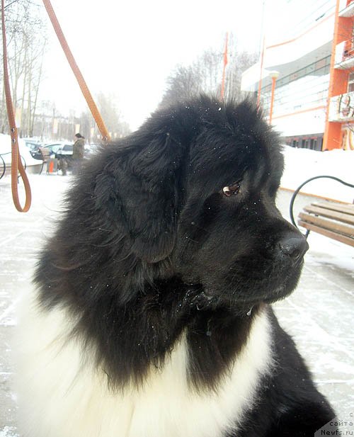 Фотография № 118537